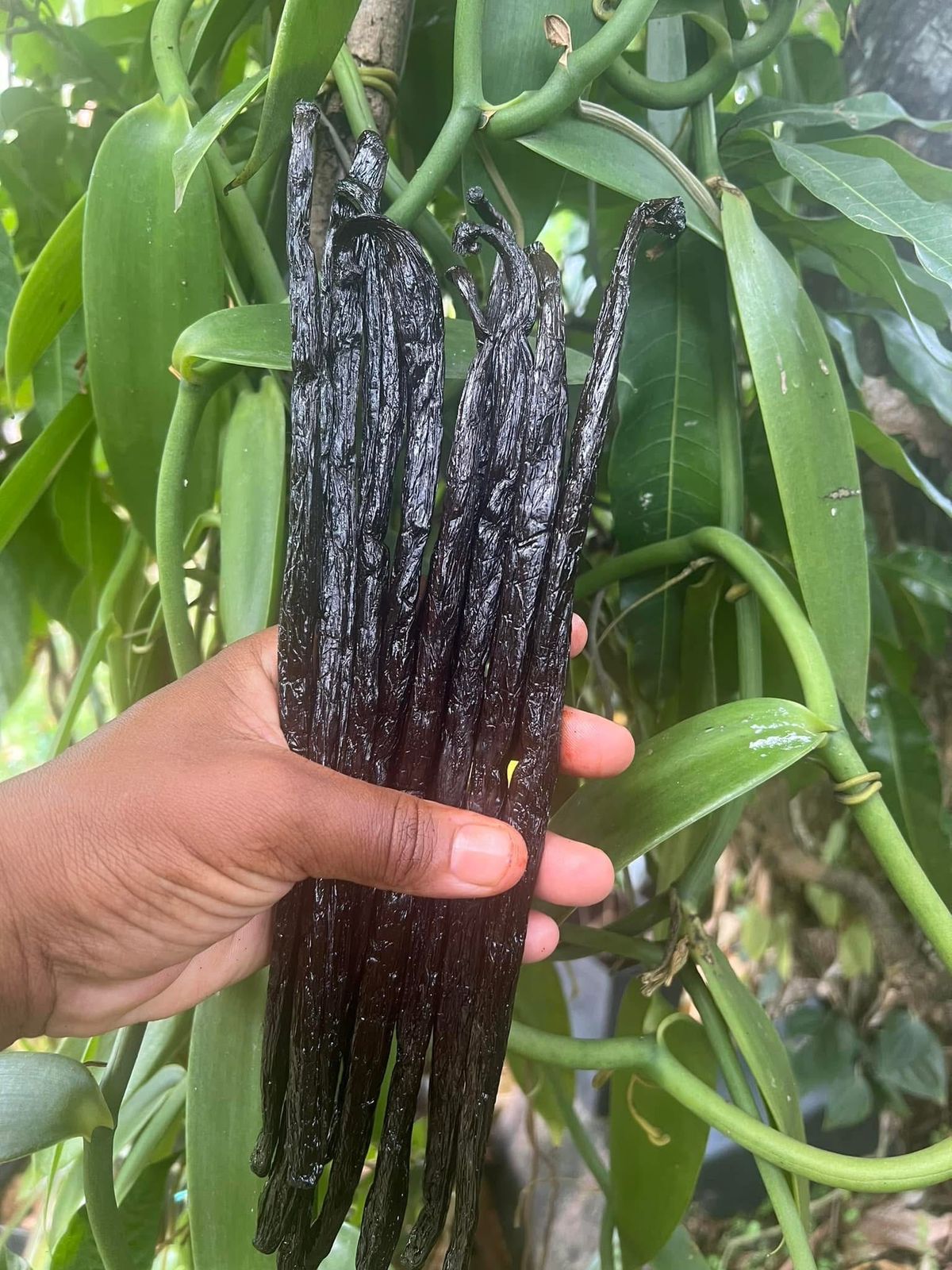 Gousse de vanille Pompona