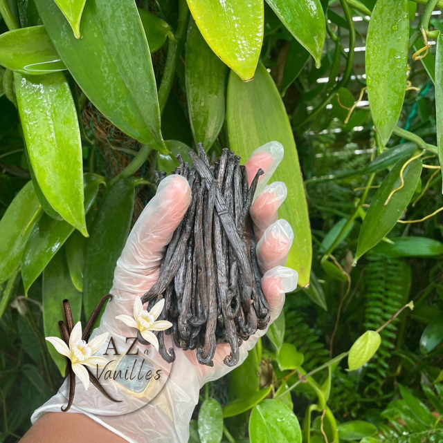 Gousses de vanilles Planifolia